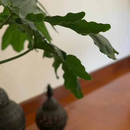 Casa Pedravedra